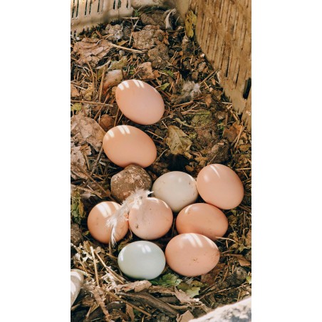 oeufs bio