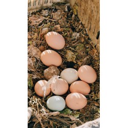 oeufs bio